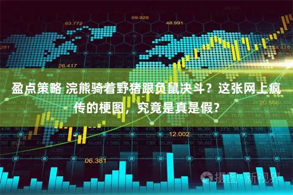 盈点策略 浣熊骑着野猪跟负鼠决斗？这张网上疯传的梗图，究竟是真是假？