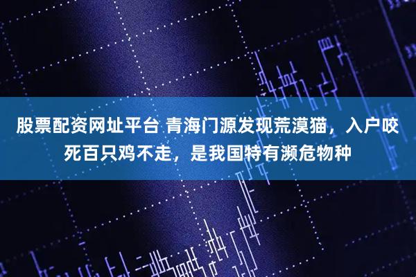 股票配资网址平台 青海门源发现荒漠猫，入户咬死百只鸡不走，是我国特有濒危物种