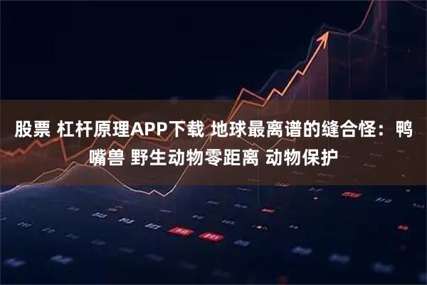 股票 杠杆原理APP下载 地球最离谱的缝合怪：鸭嘴兽 野生动物零距离 动物保护